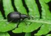 Liophloeus tessulatus